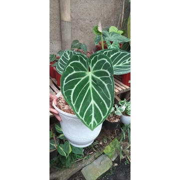 kuping gajah dorayaki