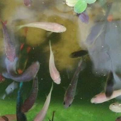 

Ikan cupang fancy