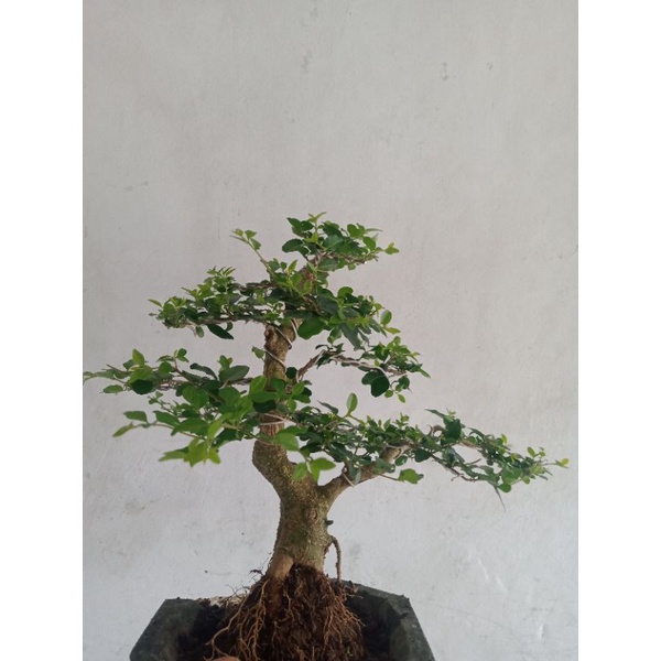bonsai jadi tinggal dipajang..pohon legistrum