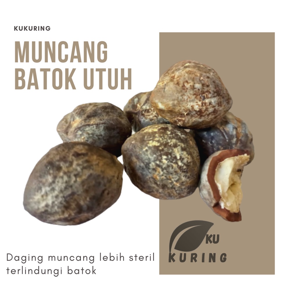 

Termurah BIji Kemiri Batok utuh - Muncang Batok 1kg - Daging muncang lebih steril