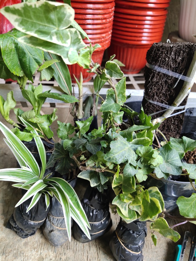 Rotansia / Hydragena/ Panca Warna