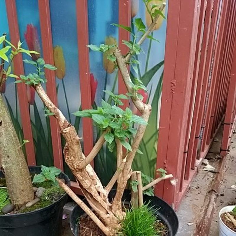 bonsai bunga lantana pink