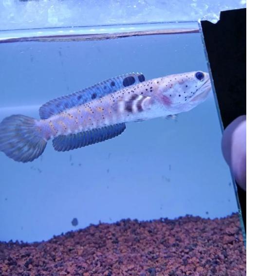 SALE.. Channa blue pulchra 10-12 cm flaring predator fish .