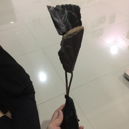 Tanaman Hias Calathea Black Lipstik - Pohon Kalatea Black Lipstik