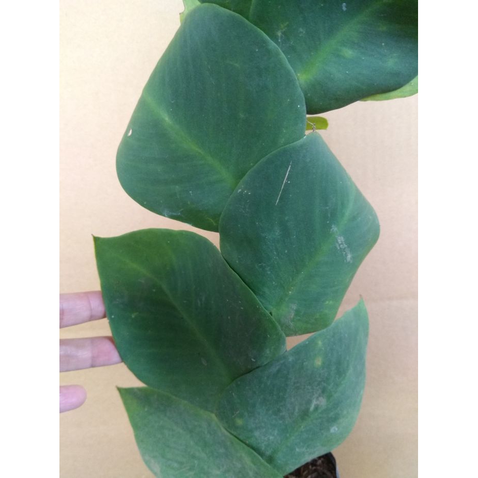 Tanaman Climbing Dollar atau dollar rambat