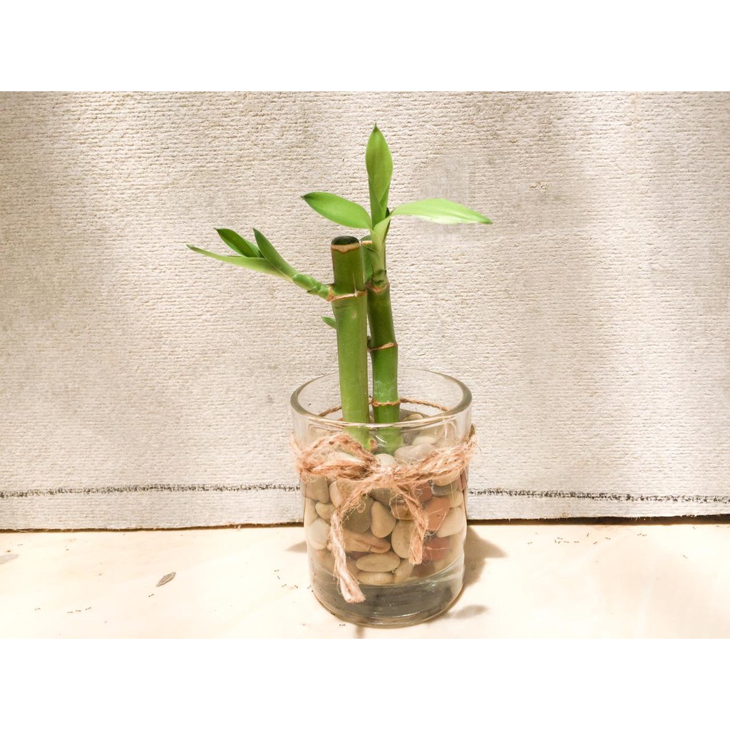 Mini bambu Hoki 2 Batang, Pot D 5 cm Tanaman Hias Hidup Bambu Sri Rezeki/Bambu Keberuntungan/Bambu Rejeki