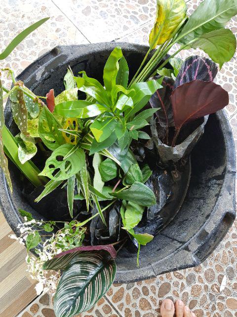 Tanaman Krokot Salju