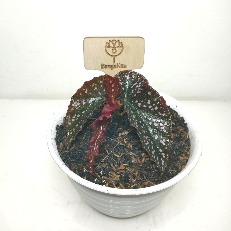 Tanaman Hias BEGONIA POLKADOT MERAH (MOCCA)