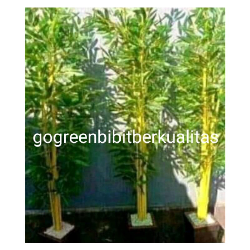 bibit tanaman pohon pring kuning/ Pring penangkal/