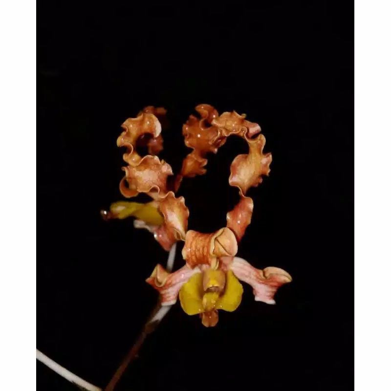 SEEDLING anggrek dendrobium discolor merauke