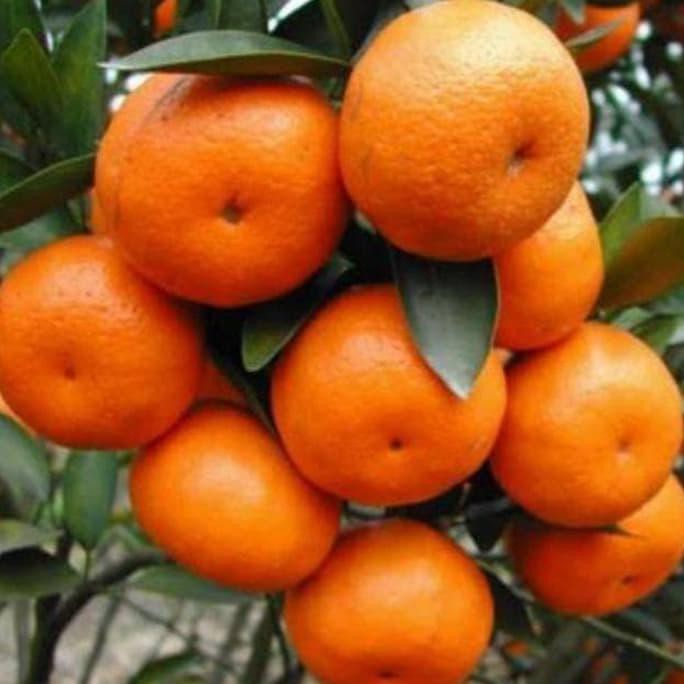 bibit jeruk santang madu super