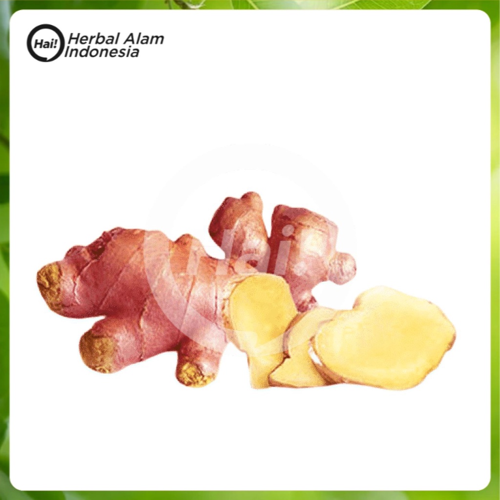 

JAHE MERAH 250 GRAM FRESH HAI STORE