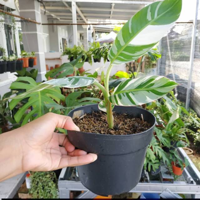 PROMO TANAMAN HIAS PISANG VARIEGATA - POHON PISANG VARIEGATA - BUAH PISANG VARGET