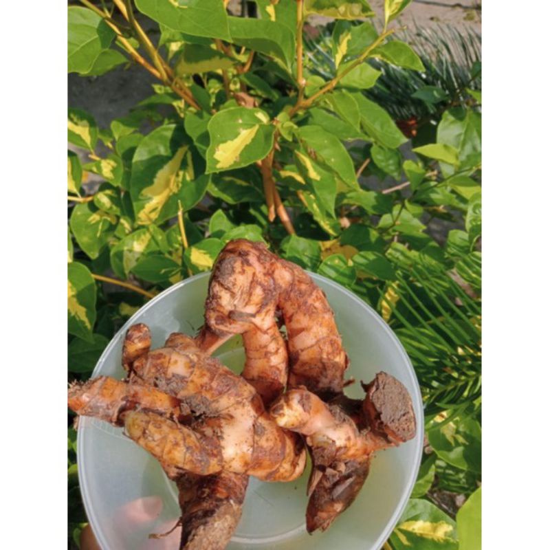 

LAOS/LENGKUAS JUAL 1/2 KG TERMURAH LANGSUNG DARI PETANI