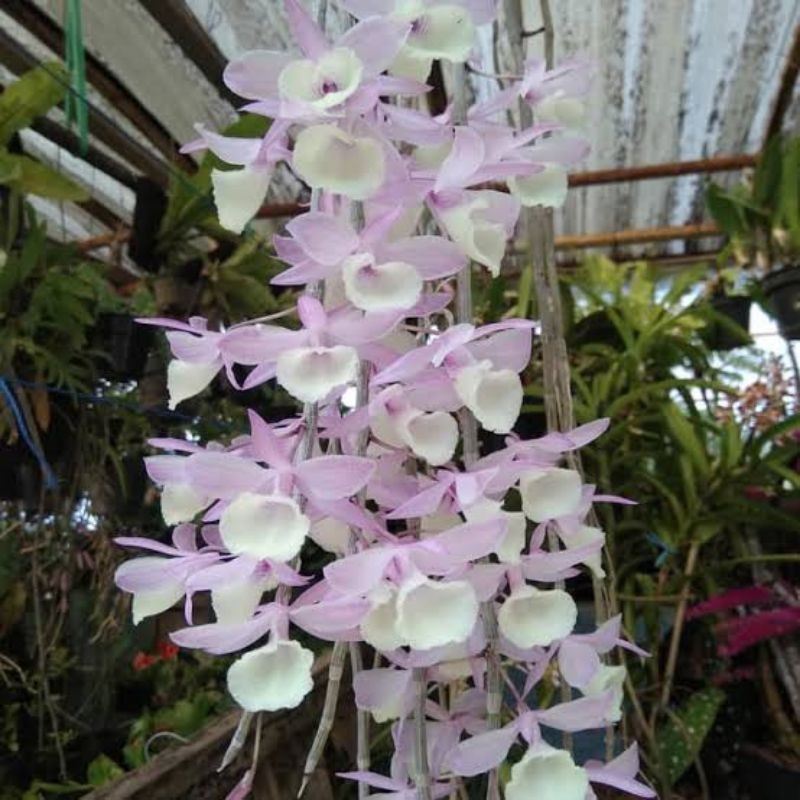 Anggrek Dendrobium Aphyllum Dewasa