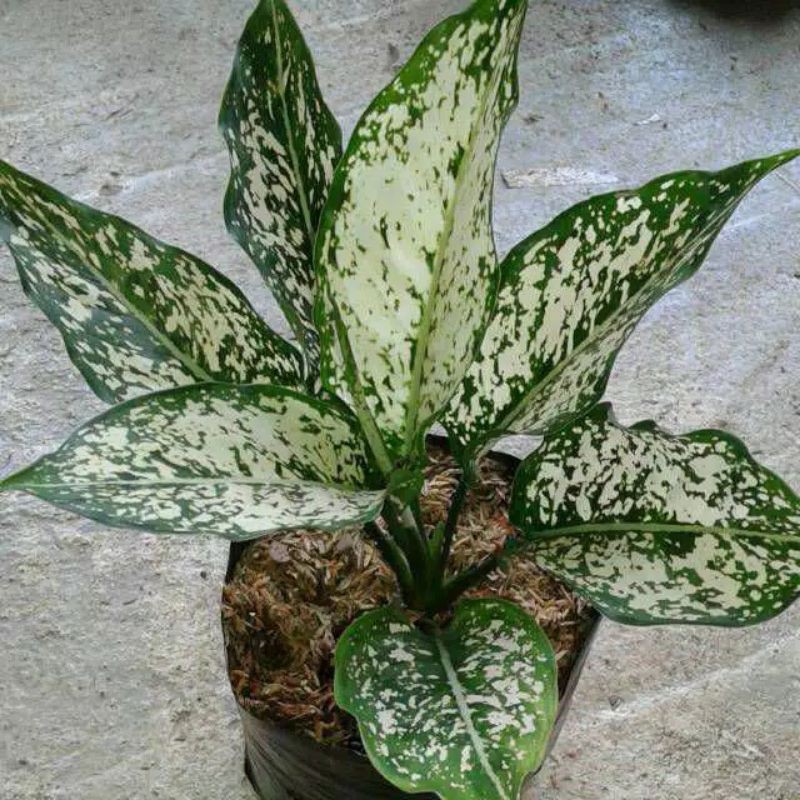 aglonema snowwhite/blanceng beras tumpah