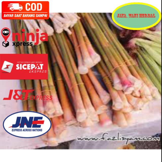 

Umbi Batang tepus 1kg segar Order di jaya_tani herbal