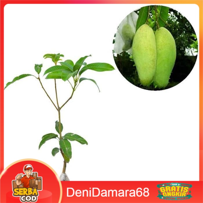 Bibit Buah Mangga Golek India