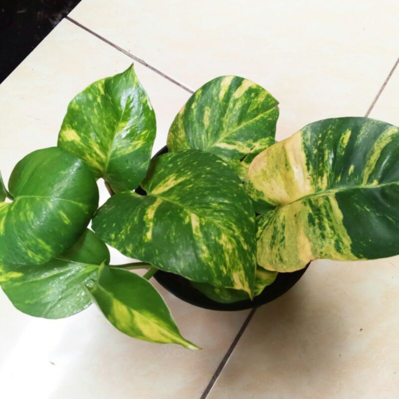 Tanaman hias srigading -srigading