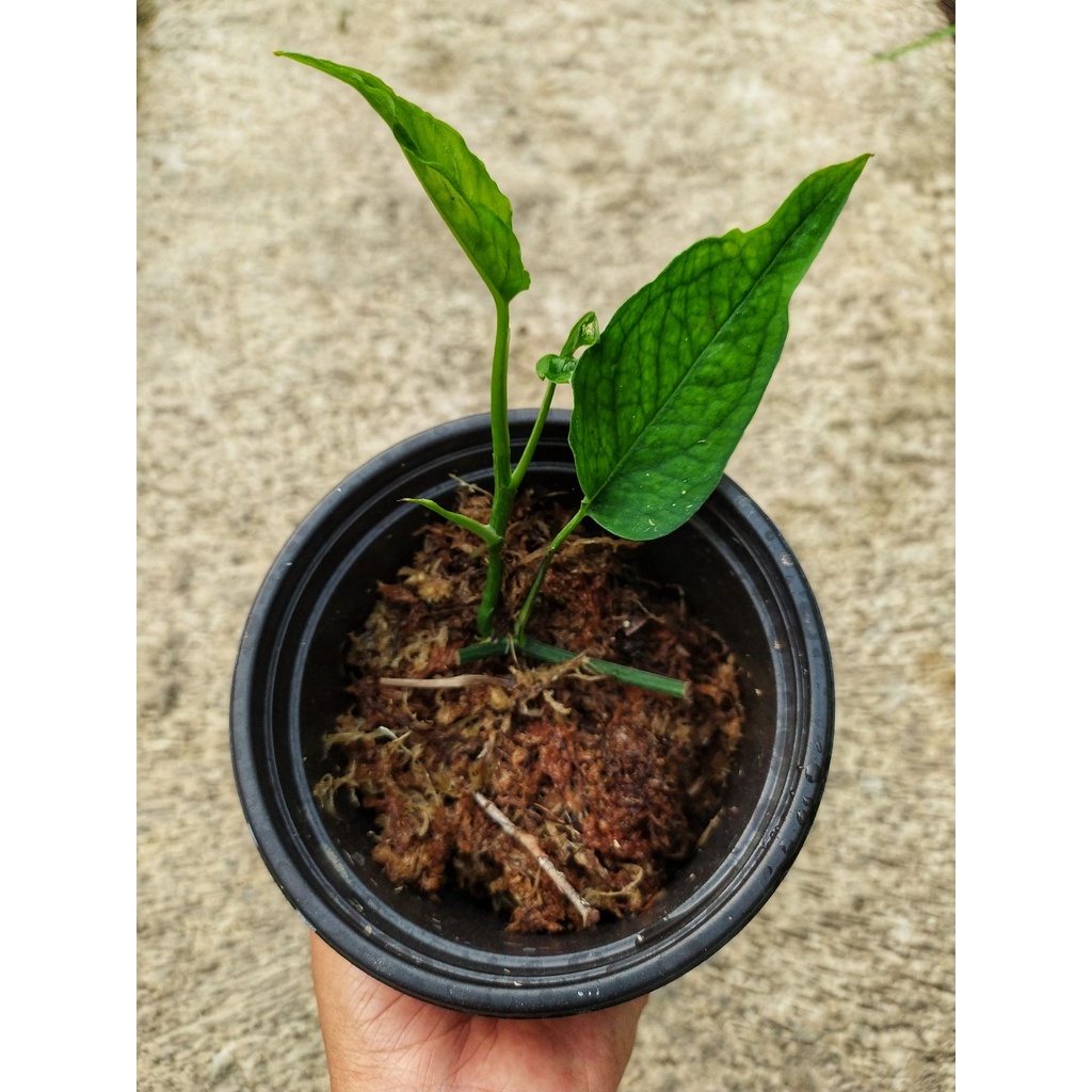 Tanaman Hias Epipremnum Skeleton Key (Dua Tunas)