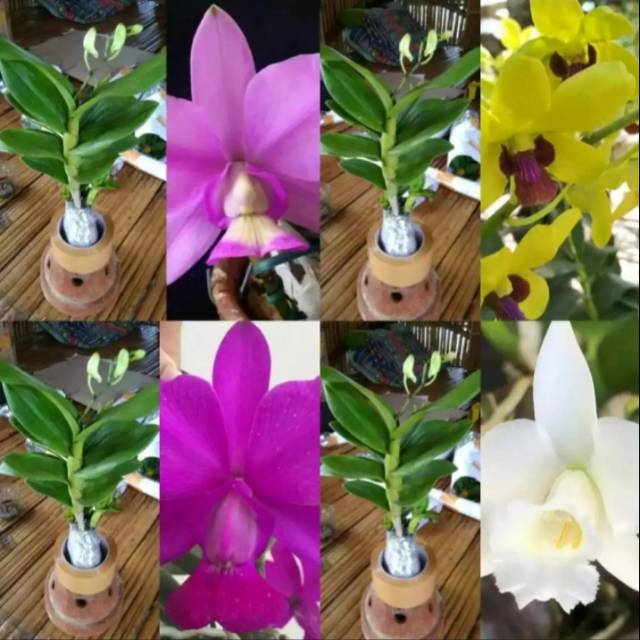 Anggrek dendrobium dewasa spike siap berbunga