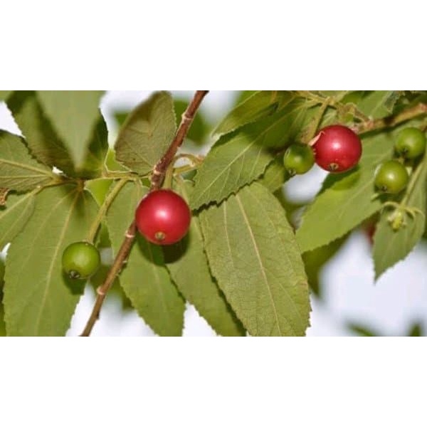 Buah Kersen - Buah Ceri