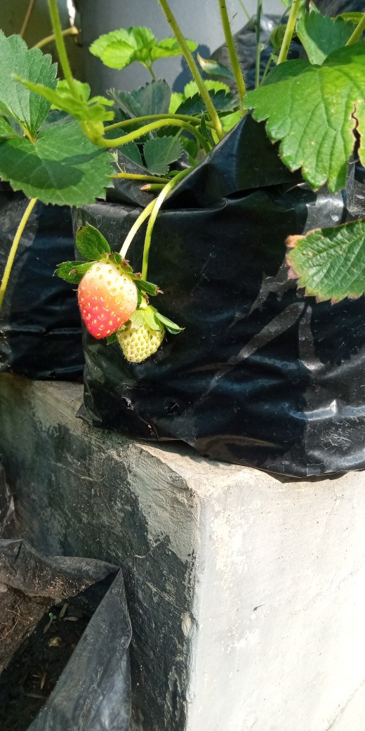 Plastik Polybag Polibek 25 X 25 Kemasan 500 Gr