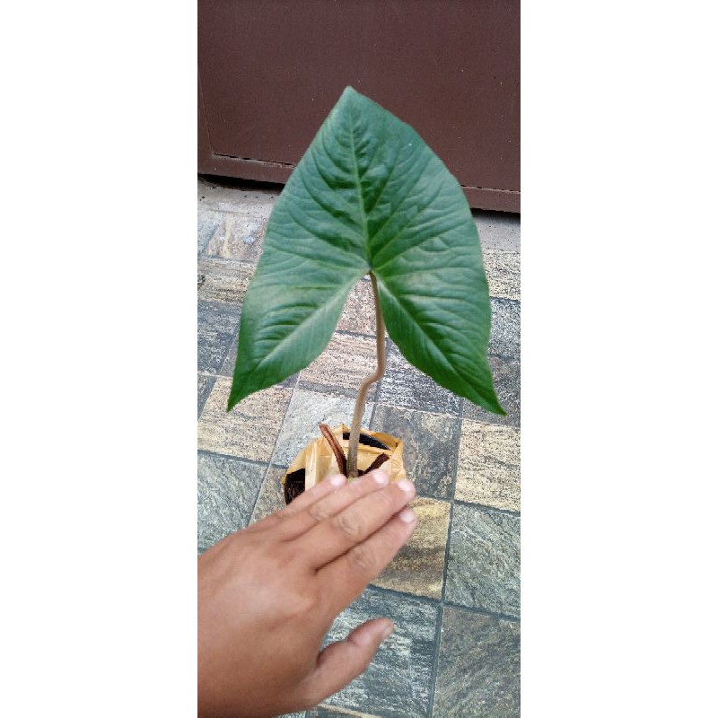 Cyrtosperma merkusii