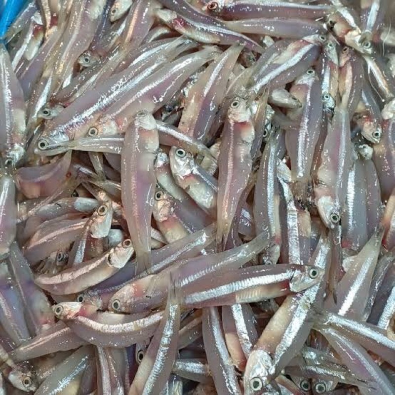 

Teri Basah Segar 250 gram