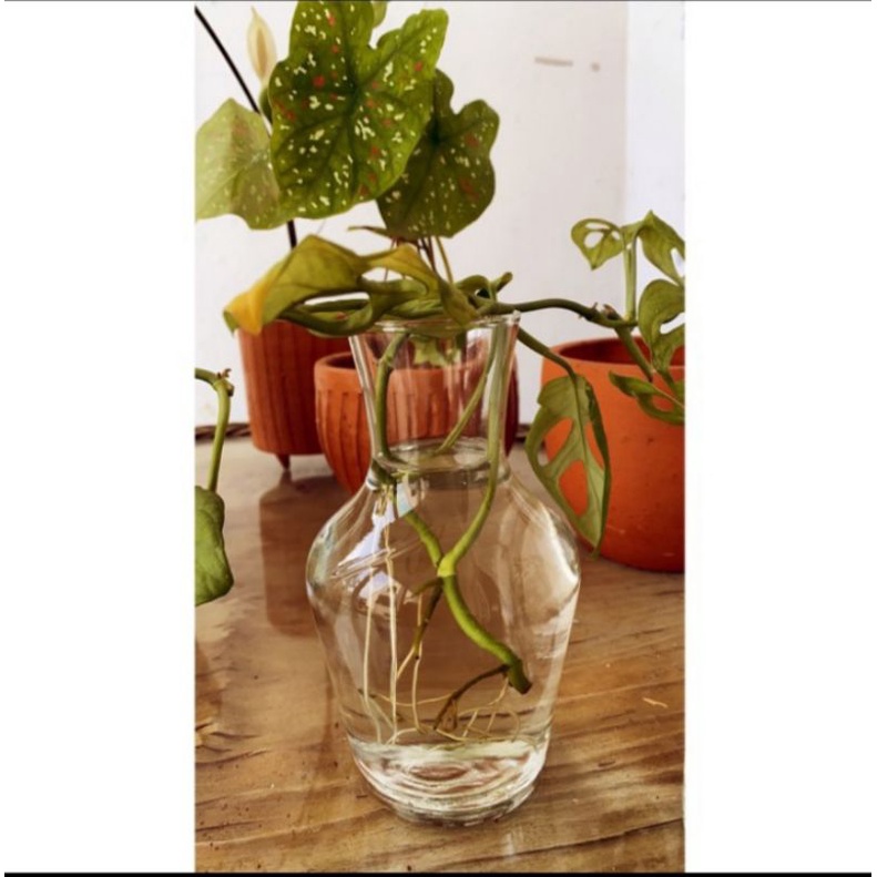 vasbunga/kaca/bening/hias/Minimalis/unik/pot/tanaman/Hidroponik