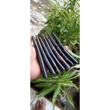 ONCE AKAR BAHAR TUNGGAL/TALIARUS ASLI