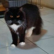 Lepas Adopsi Kucing Persia medium
