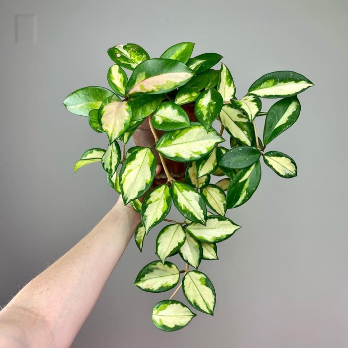 Tanaman hias Hoya carnosa Variegata - Hoya Cornosa Variegata
