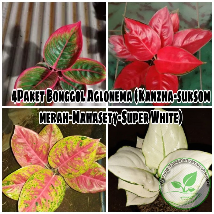 Promo!! 4Bonggol Aglonema (kanzha-red suksom-mahasety-super white)