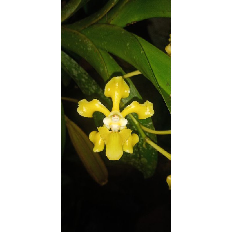 Anggrek Vanda helvola flava spesies