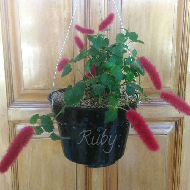 Tanaman Dwarf Acalypha (ekor kucing gantung)