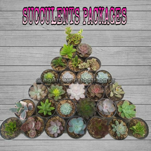 Pilihan Paket mini sukulen dan kaktus murah Shopee Indonesia