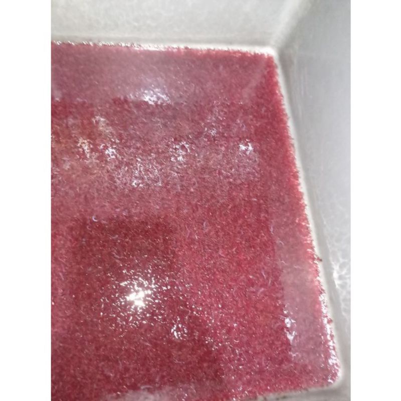 cacing darah hidup / cacing darah pakan ikan cupang