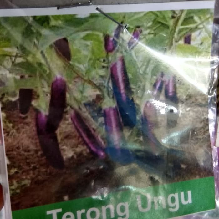 Biji terong ungu bibit terong ungu