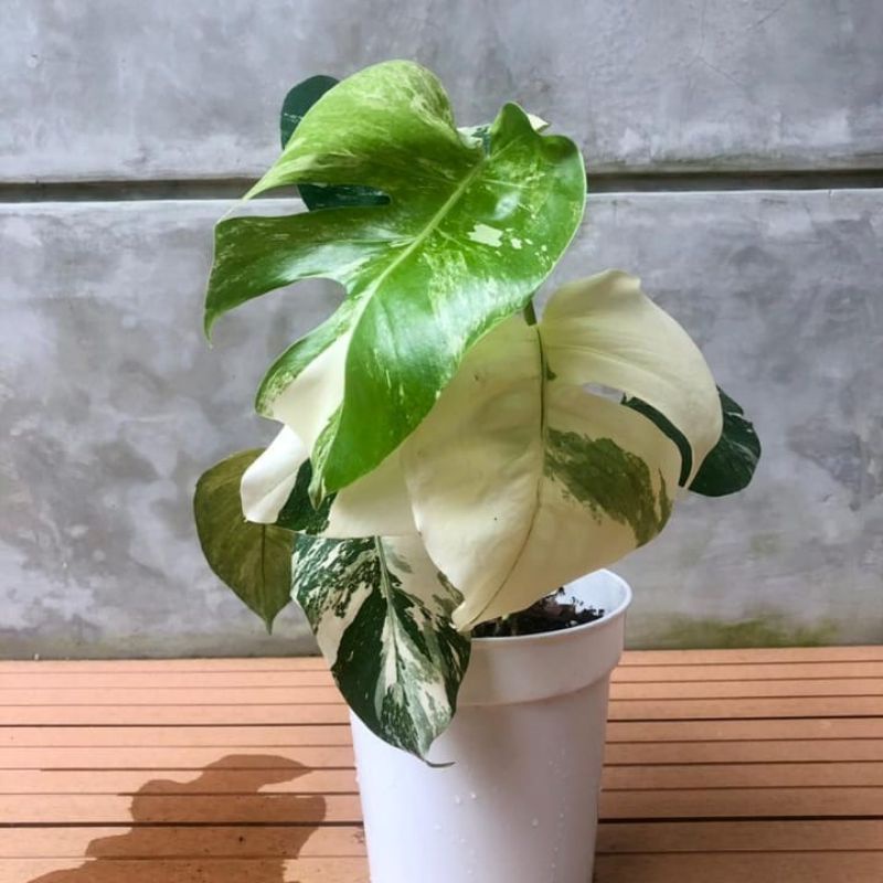 NEWSTEK bongol Monstera Monthai Variegata