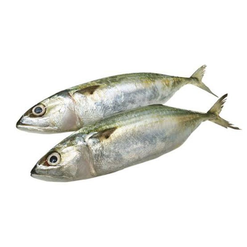 

ikan kembung dari jepara