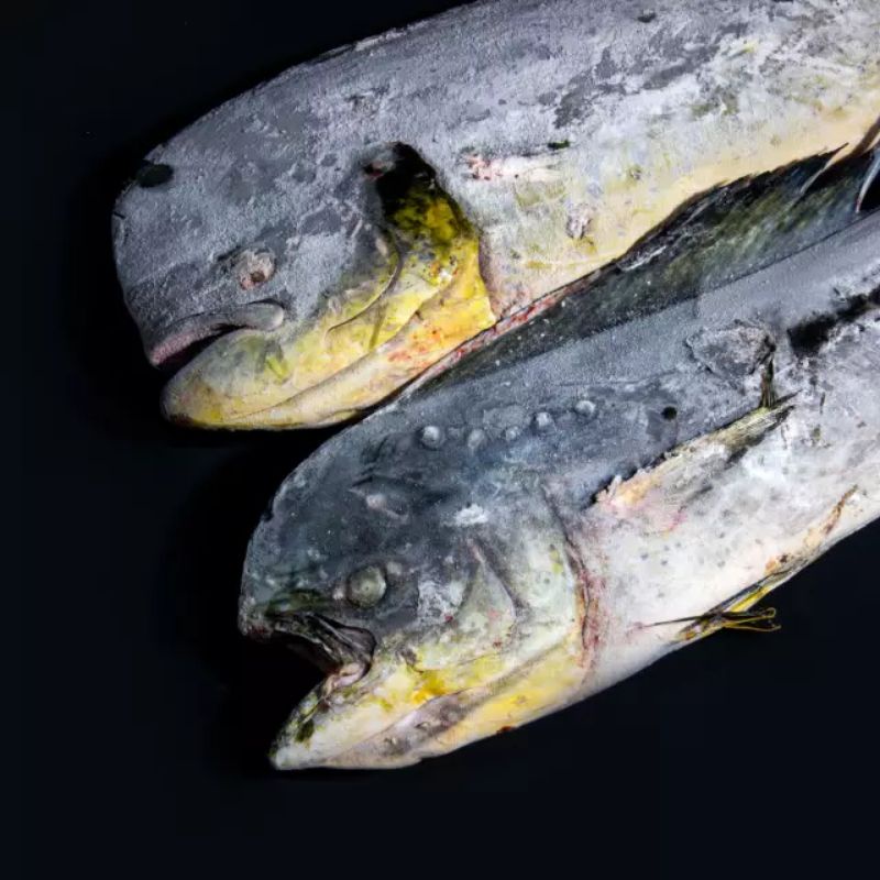 

Ikan Lamadang//1kg ikan harian BERGARANSI segarrr