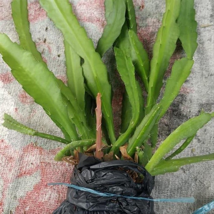 Wijaya Kusuma Pink Giant/Tanaman Hias Wijaya Kusuma Bunga Besar