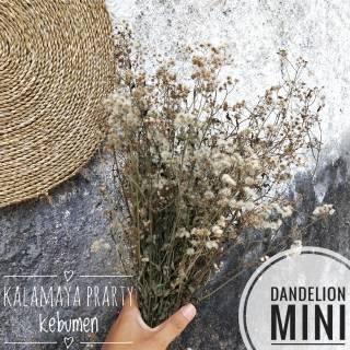 Dandelion Mini Daun Bunga  Kering  Baby Breath Dekorasi 