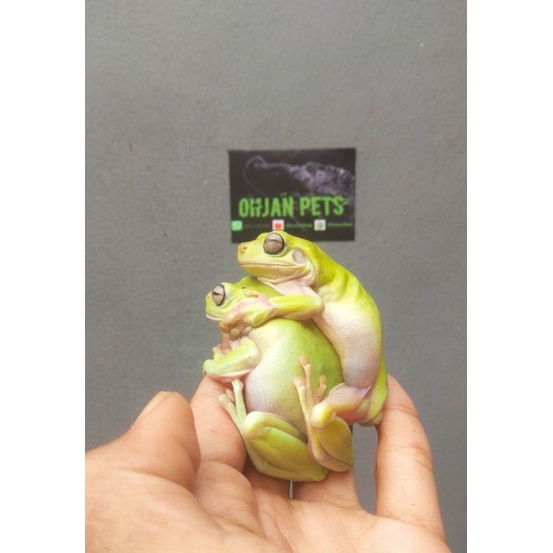 dumpy frog / katak pesek pohon aman jinak tidak beracun ( size juvenile, adult )