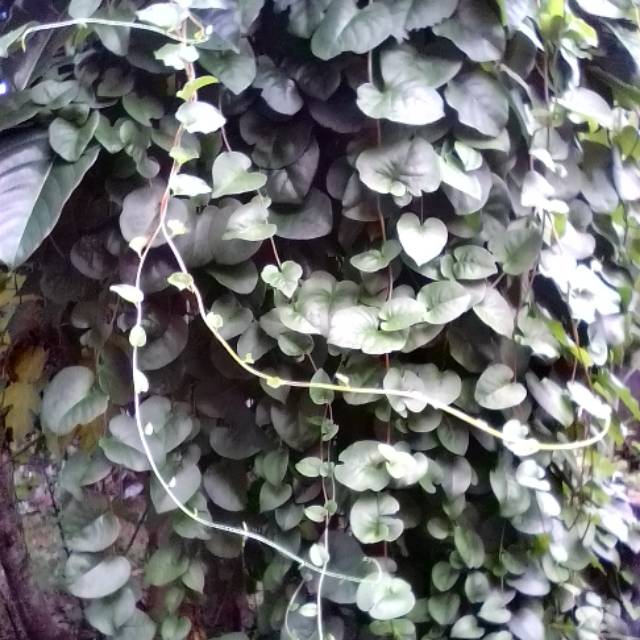 

Daun binahong