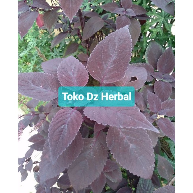 

Daun iler atau jawer kotok segar paket hemat 250 gram-az