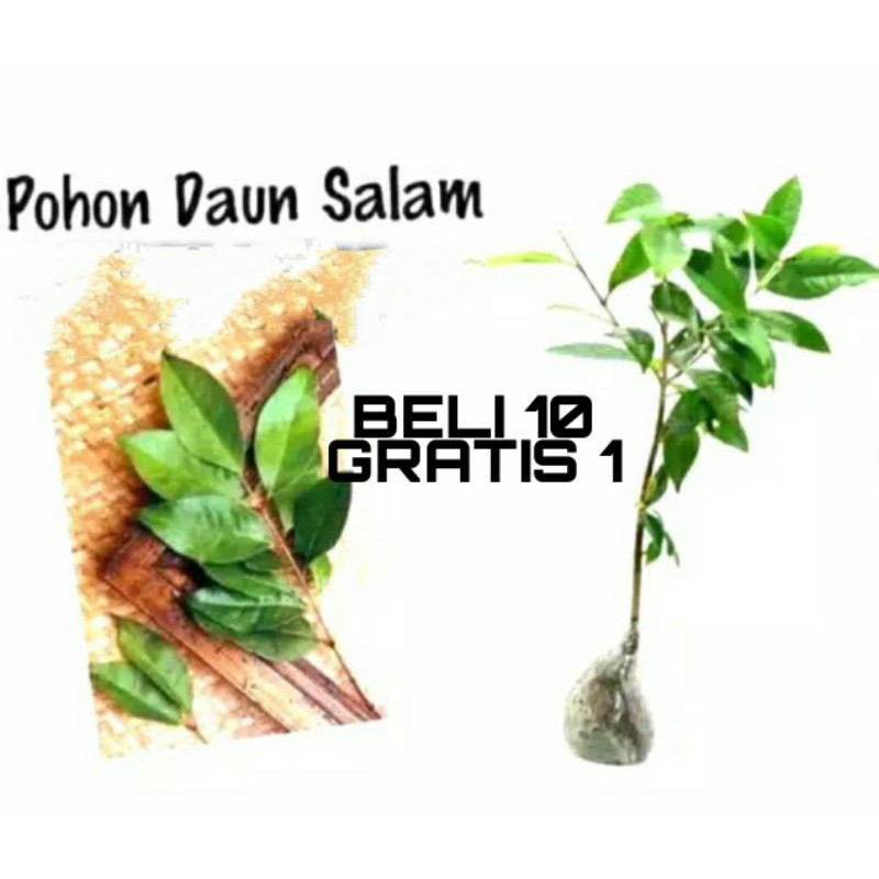 Bibit daun salam (BELI 10 Bonus 1)