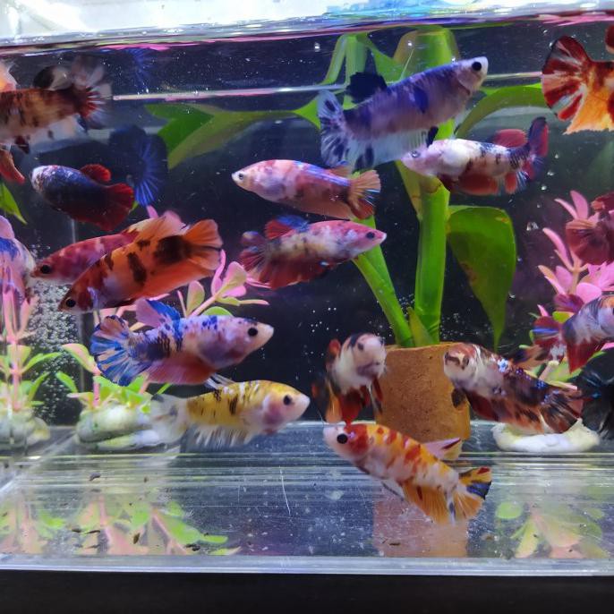 Terlaris Ikan Cupang Betina Siap Kawin Full Telur