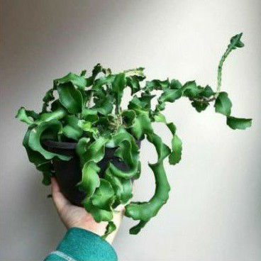 tanaman hias gantung wijaya kusuma keriting - wijaya kusuma